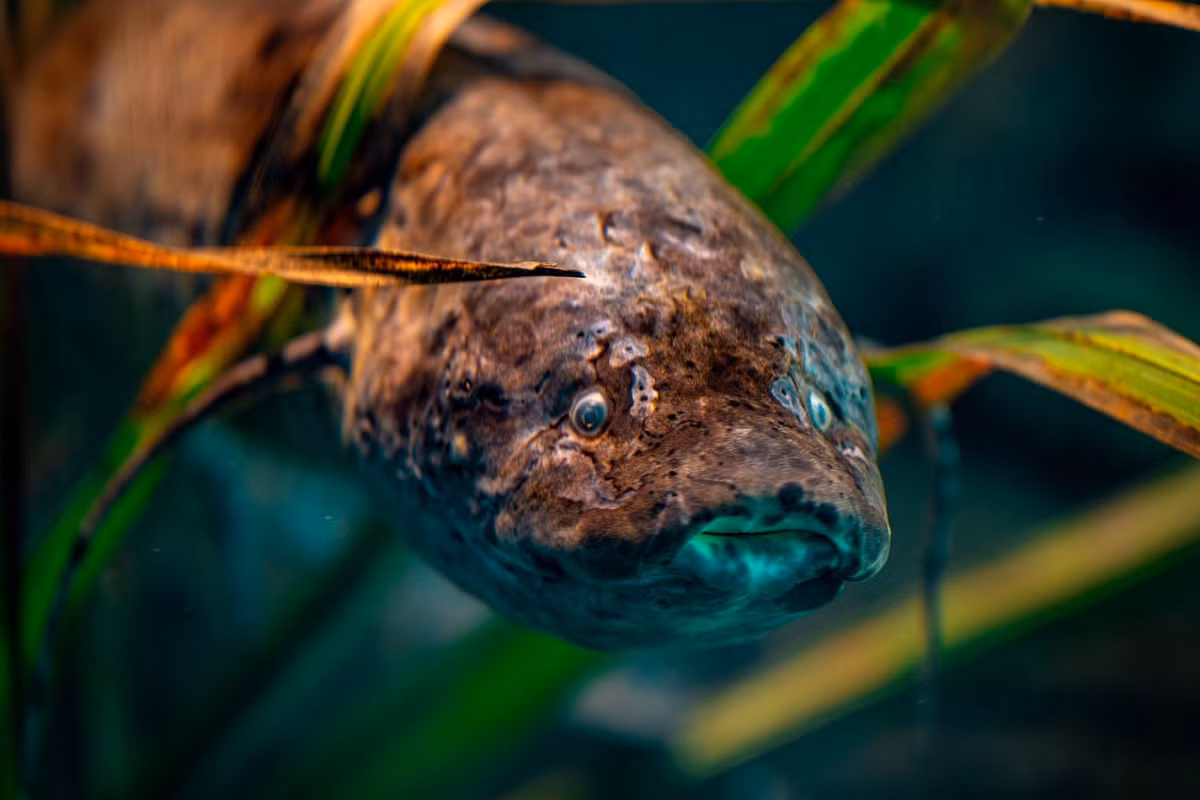 Cá phổi châu Phi có thể chịu được tình trạng không có nước trong 4 năm. Khi mưa xuống, chúng hồi sinh và tìm đường về nguồn nước để kiếm ăn và sinh sản. Ảnh: ZooChat.