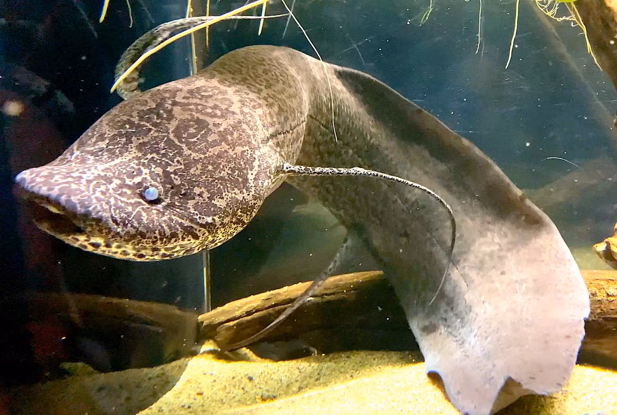 Có bốn loài cá phổi châu Phi đã được công nhận, gồm cá phổi cẩm thạch (Protopterus aethiopicus), cá phổi Đông Phi (Protopterus amphibius), cá phổi Tây Phi (Protopterus annectens) và cá phổi đốm châu Phi (Protopterus dolloi). Giữa chúng có một số khác biệt về hình dạng và tập tính. Ảnh: Aquarium Movies (Japan) archive.