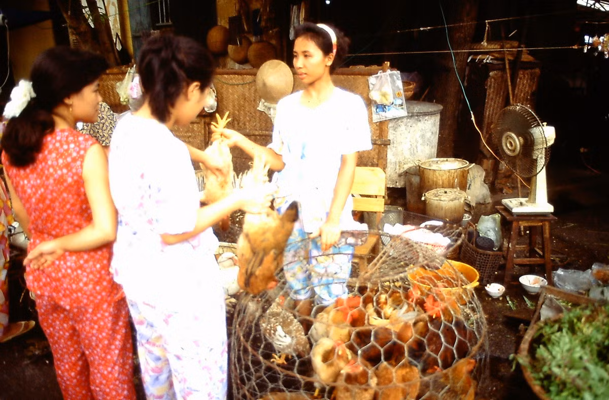 Những người phụ nữ chọn gà ở chợ.