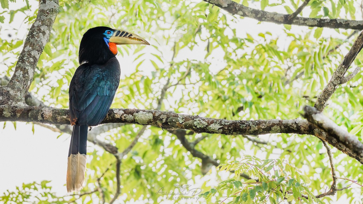 Tại Việt Nam, niệc cổ hung đã được nhìn thấy tại các khu rừng ở Lào Cai, Lai Châu, Yên Bái và Nghệ An. Trên thế giới, chúng phân bổ ở khu vực Nam Á, Nam Trung Quốc và Đông Nam Á.