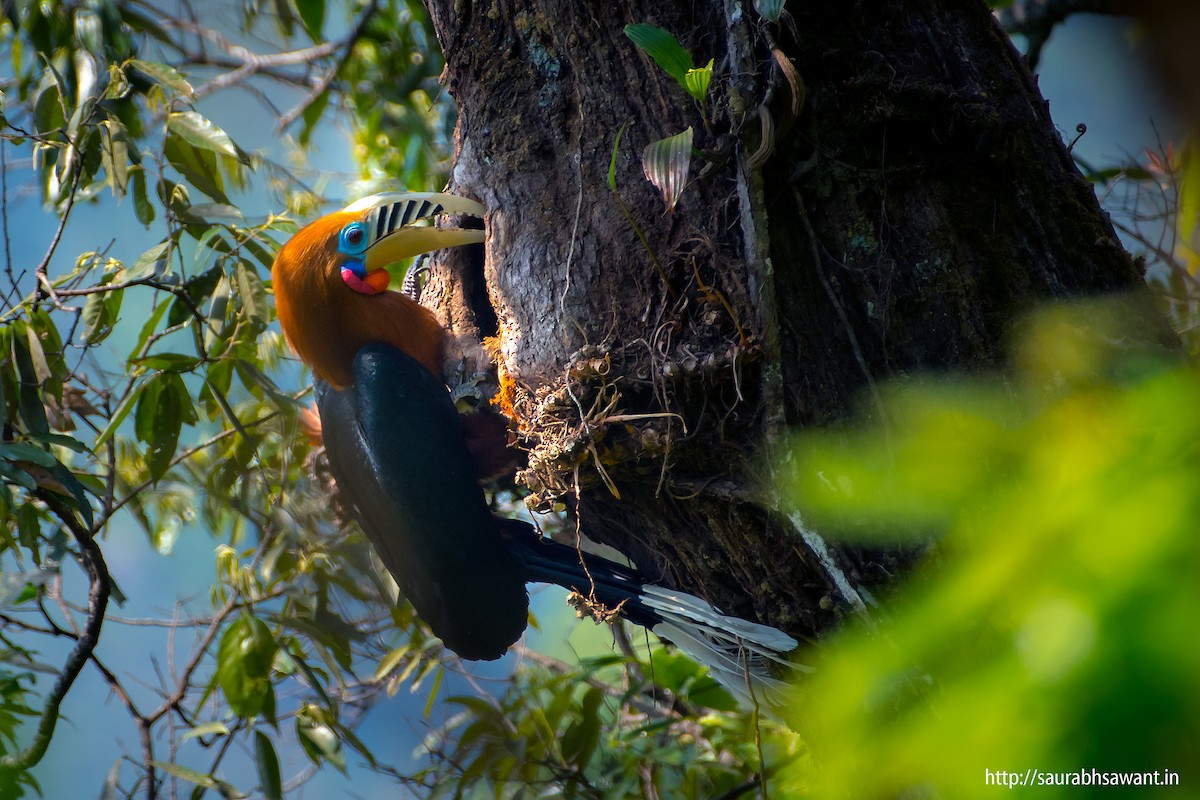 Tập tính sinh sản của niệc cổ hung tương tự các loài khác trong họ Hồng hoàng (Bucerotidae). Chúng làm tổ trong hốc cây cách mặt đất 10-30 mét. Chim mái đẻ 1-2 trứng, có màu luốc (xám tro), nhỏ hơn trứng gà một chút.