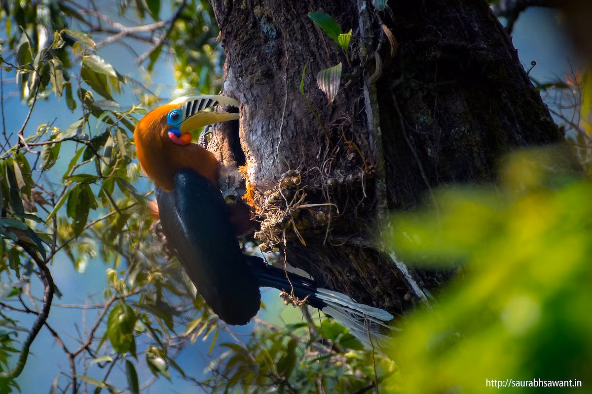 Tập tính sinh sản của niệc cổ hung tương tự các loài khác trong họ Hồng hoàng (Bucerotidae). Chúng làm tổ trong hốc cây cách mặt đất 10-30 mét. Chim mái đẻ 1-2 trứng, có màu luốc (xám tro), nhỏ hơn trứng gà một chút.