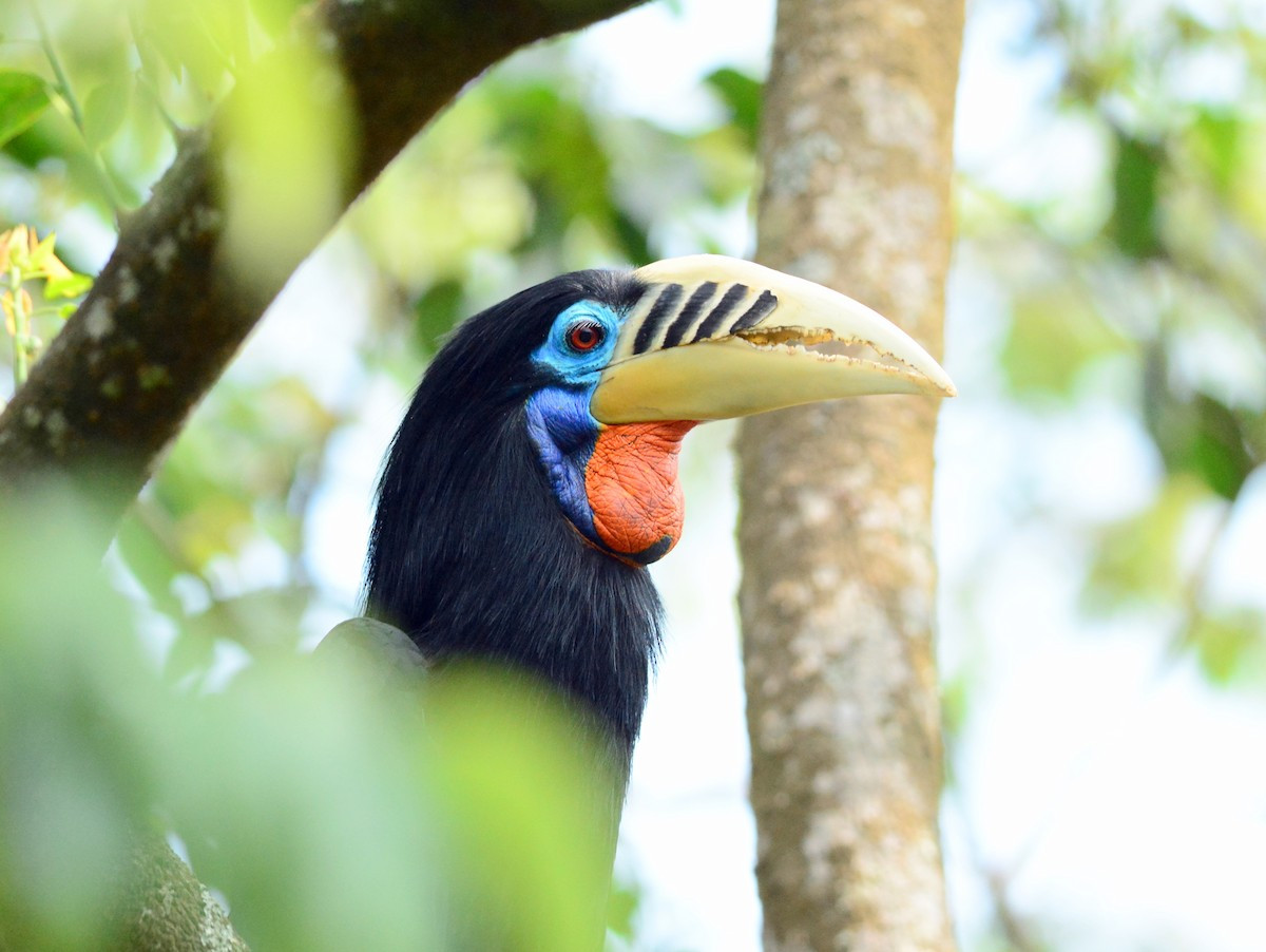 Nguyên nhân đe dọa chủ yếu đối với niệc cổ hung là do bị cư dân địa phương săn bắt để lấy thịt, vùng làm tổ và kiếm ăn bị mất, nơi cư trú bị phân tán do rừng nguyên sinh bị tàn phá.