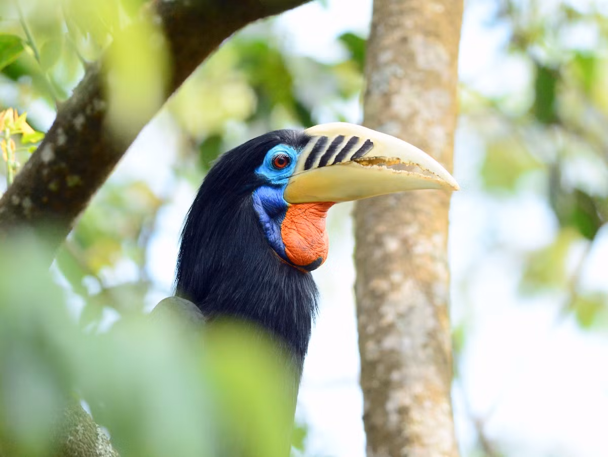 Nguyên nhân đe dọa chủ yếu đối với niệc cổ hung là do bị cư dân địa phương săn bắt để lấy thịt, vùng làm tổ và kiếm ăn bị mất, nơi cư trú bị phân tán do rừng nguyên sinh bị tàn phá.