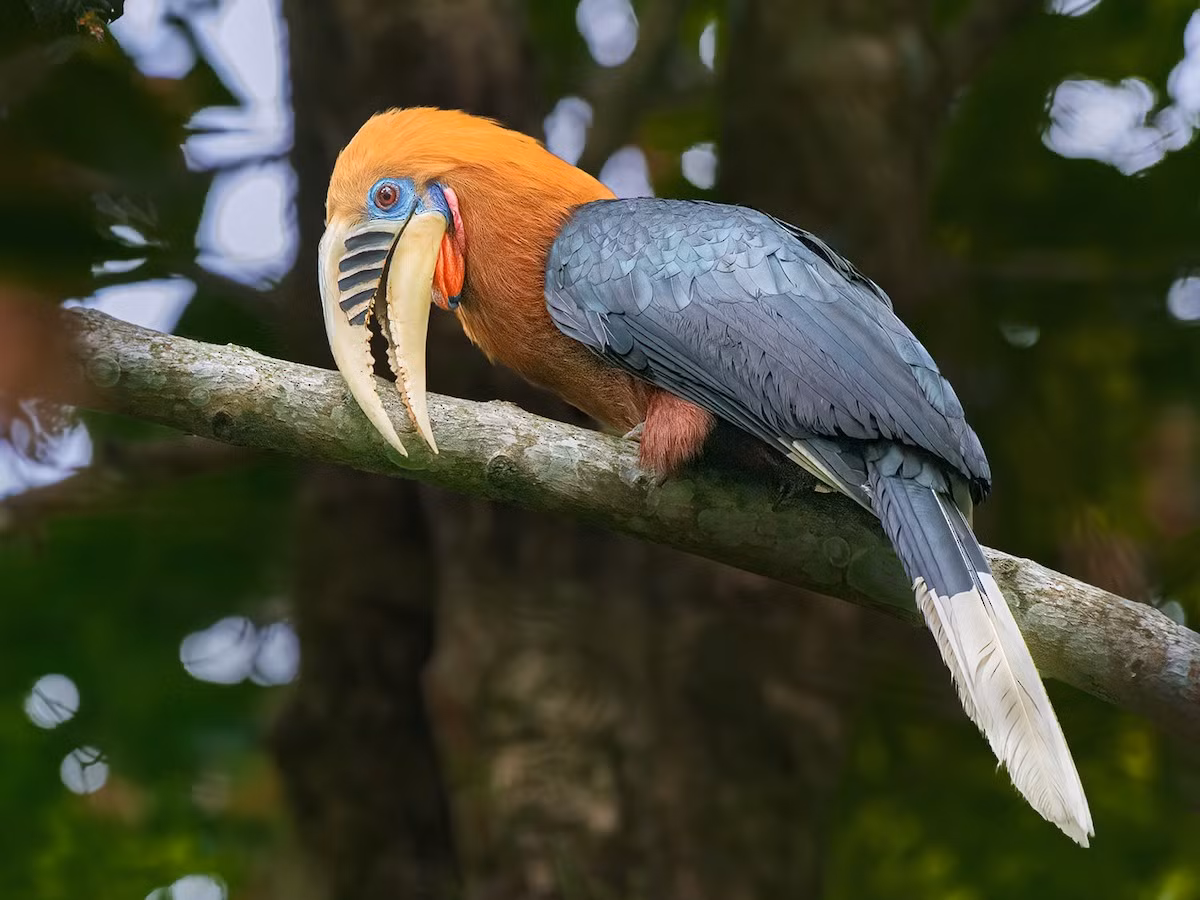 Sinh sống ở khu vực Tây Bắc và Bắc Trung Bộ, niệc cổ hung (Aceros nipalensis) là một trong những loài chim có ngoại hình ấn tượng nhất và đang ở trong tình trạng nguy cấp nhất Việt Nam. Ảnh: eBird.