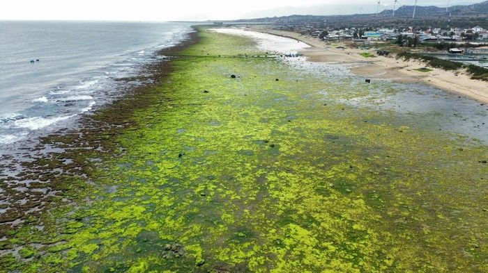 Cánh đồng rong biển ở thôn Từ Thiện, xã Phước Dinh, huyện Thuận Nam. (Ảnh: Nguyễn Thành/TTXVN)
