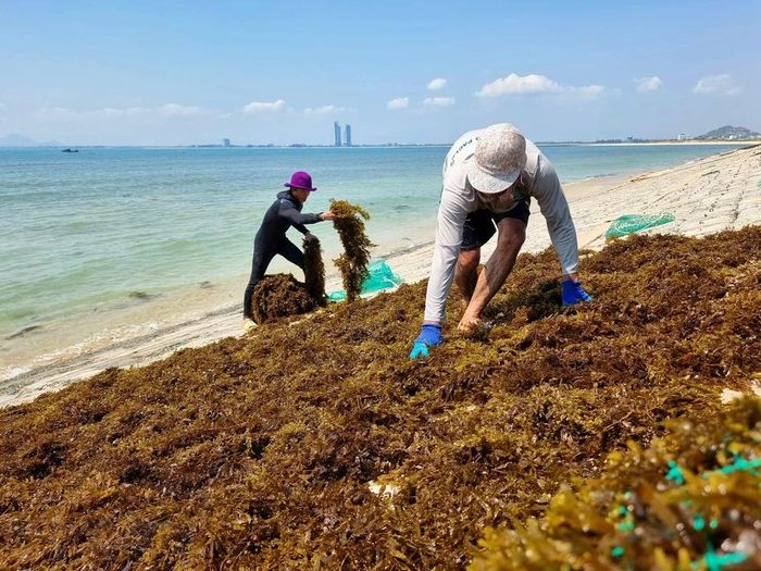 Rong mơ được rải để phơi khô trên bờ kè biển xã Nhơn Hải, huyện Ninh Hải. (Ảnh: Nguyễn Thành/TTXVN)