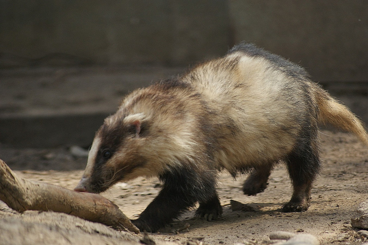 Đây là một loài thú có kích cỡ trung bình, chiều dài đầu - thân 65-104 cm, dài đuôi 12-17 cm, trọng lượng 7-14 kg. Chúng có cơ thể mập mạp, bộ lông màu vàng, xám và đen, thay đổi theo mùa. Ảnh: BioLib.
