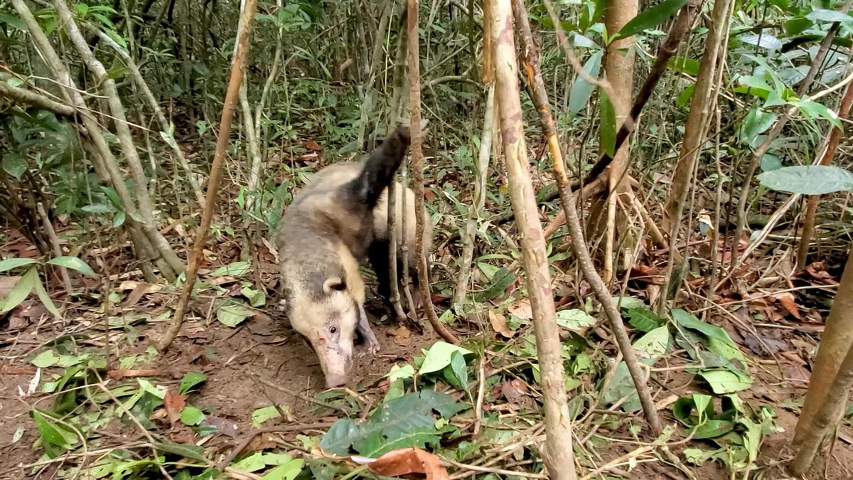 Trong Sách Đỏ IUCN, lửng lợn nằm trong danh sách các loài Sắp bị đe dọa. Quần thể toàn cầu của chúng được cho là đang suy giảm do nạn săn trộm ở mức độ cao. Ảnh: Phnom Penh Post.