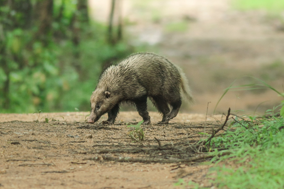 Thức ăn của lửng lợn gồm nhiều loại măng, củ, giun, côn trùng, gồm cả thứ "khó nuốt" như cuốn chiếu. Đây là loài kiếm ăn ban ngày, hoạt động đơn độc, ban đêm ngủ trong hang đất tự đào. Ảnh: Wikipedia.