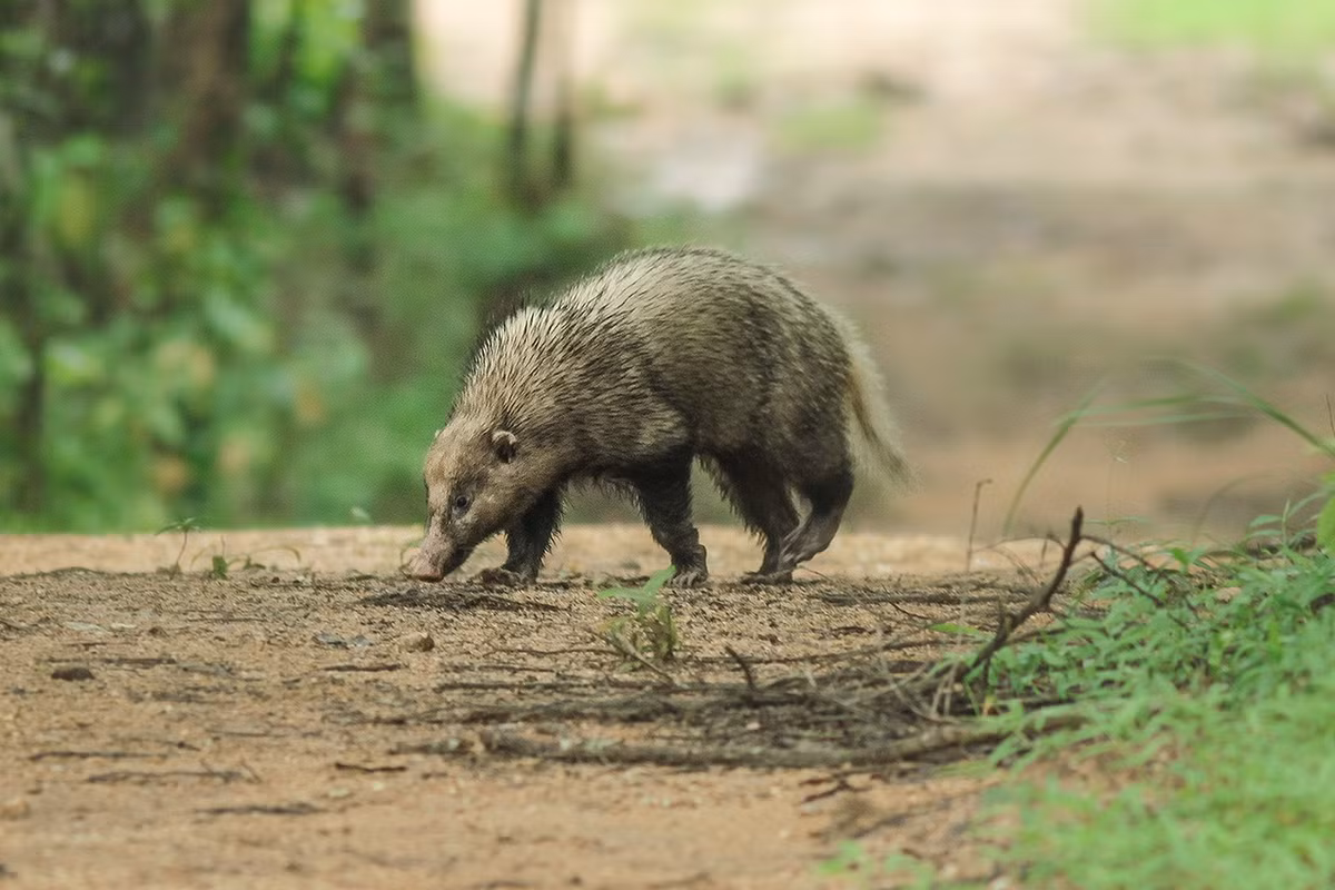 Thức ăn của lửng lợn gồm nhiều loại măng, củ, giun, côn trùng, gồm cả thứ "khó nuốt" như cuốn chiếu. Đây là loài kiếm ăn ban ngày, hoạt động đơn độc, ban đêm ngủ trong hang đất tự đào. Ảnh: Wikipedia.