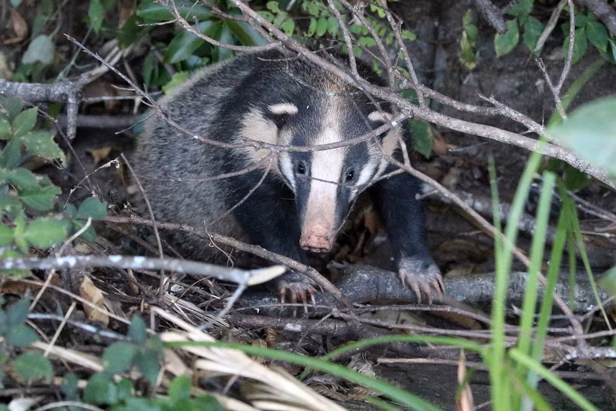 Sinh sống ở khu vực Tây Nguyên và Đông Nam Bộ, lửng lợn (Arctonyx collaris) là loài vật kỳ dị bậc nhất trong họ Chồn (Mustelidae). Ảnh: iNaturalist.
