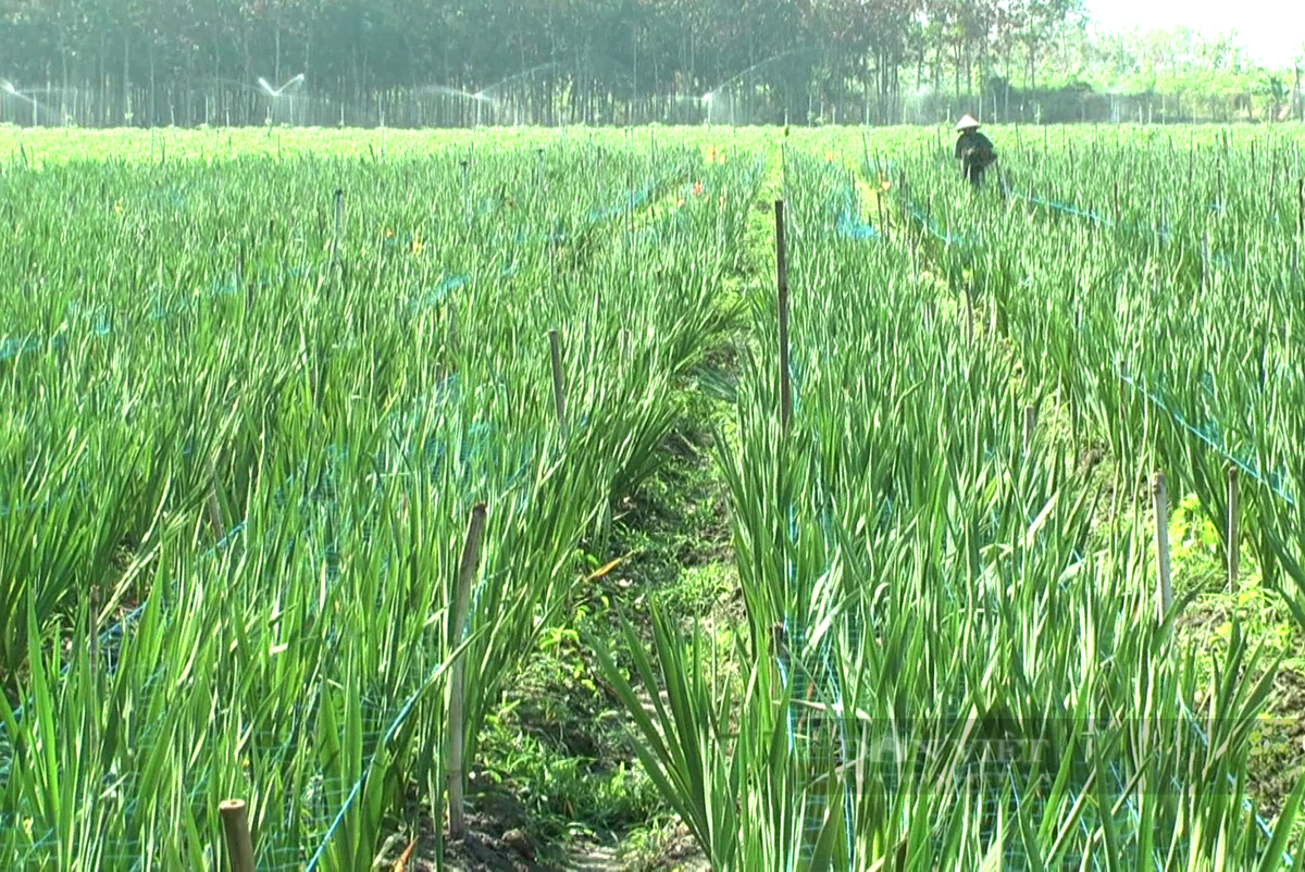 Thu tien ty tu trong hoa xu lanh tren vung dat “nang chay da nguoi”-Hinh-2