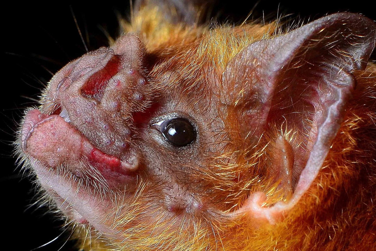 Những năm gần đây, đặc tính chống đông máu trong nước bọt của dơi quỷ đã được nghiên cứu để điều chế thuốc desmoteplase, một loại thuốc có tác dụng làm tăng lưu lượng máu ở bệnh nhân đột quỵ. Ảnh: Bat Conservation International.