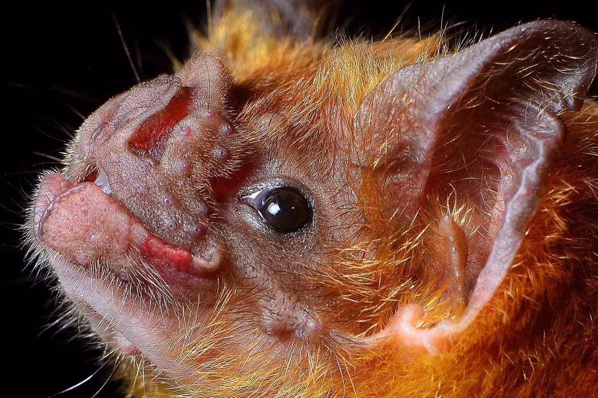 Những năm gần đây, đặc tính chống đông máu trong nước bọt của dơi quỷ đã được nghiên cứu để điều chế thuốc desmoteplase, một loại thuốc có tác dụng làm tăng lưu lượng máu ở bệnh nhân đột quỵ. Ảnh: Bat Conservation International.