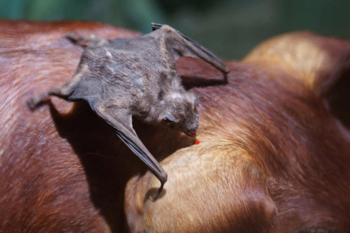 Chúng sẽ dùng các cơ quan cảm thụ nhiệt để tìm các vùng da có nhiệt độ cao của vật chủ để hút máu. Sau khi tìm được vị trí thích hợp, chúng dùng răng cửa trên cắn rách da vật chủ. Ảnh: Wikipedia.
