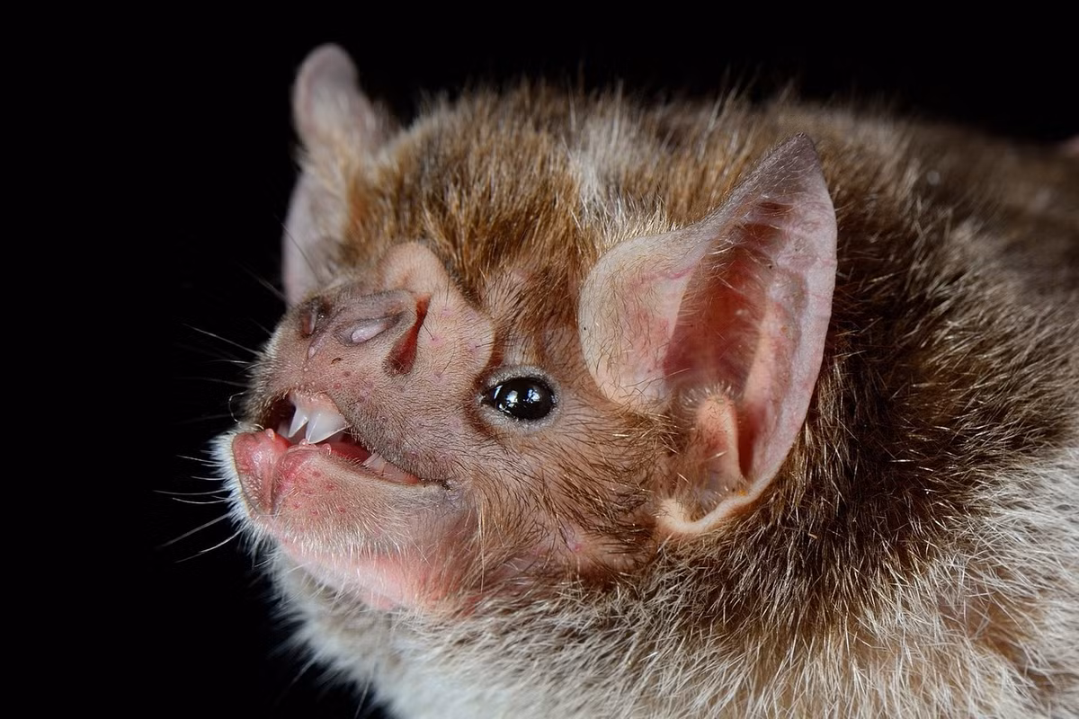 Nước bọt của dơi quỷ đóng vai trò quan trọng trong việc hút máu, vì chúng chứa các hợp chất chống đông máu và chống lại sự co thắt của các mạch máu gần vết thương, đảm bảo cho máu liên tục chảy. Ảnh: Tamara Pérez Rodríguez.