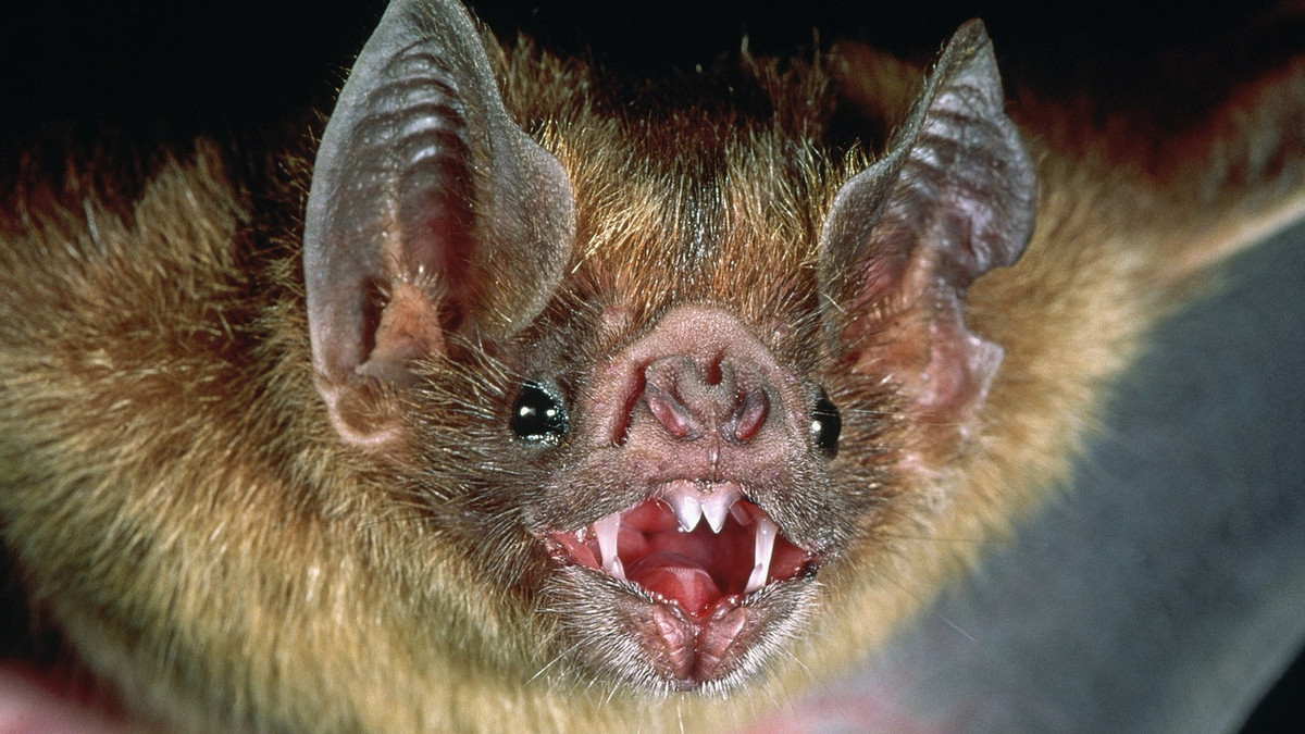 Hàm răng của dơi quỷ sắc như dao cạo, khiến những nạn nhân của chúng hầu như không có cảm giác đau đớn khi bị cắn. Vết thương tạo ra dài khoảng 7 mm và sâu 8 mm. Sau đó, chúng liếm máu rỉ ra bằng chiếc lưỡi dài của mình. Ảnh: Eden Channel.