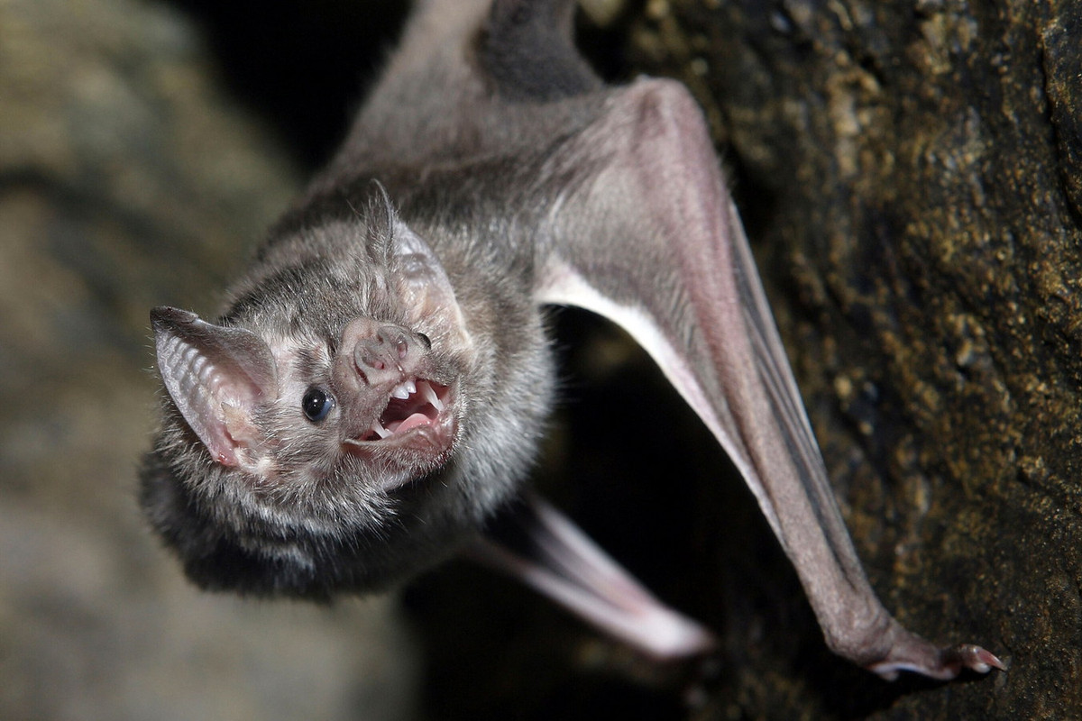 Đúng như tên gọi tiếng Anh là "dơi ma cà rồng" (vampire bat), dơi quỷ chỉ kiếm ăn vào ban đêm và thức ăn duy nhất của chúng là máu tươi. Ảnh: The Telegraph.