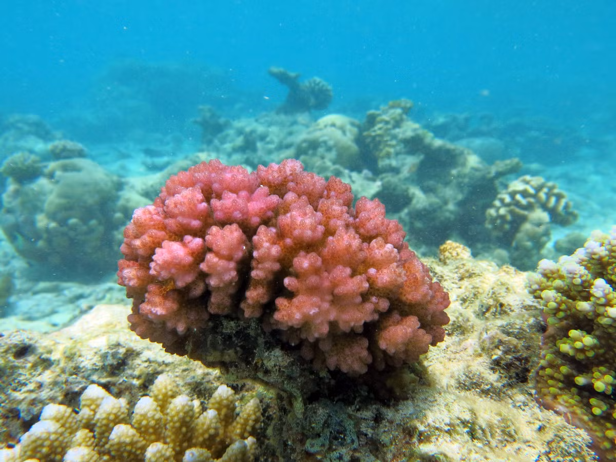 San hô cành đa mi (Pocillopora damicornis). Khu vực phân bố: Các rạn san hô từ Quảng Trị (đảo Cồn Cỏ) đến Bà Rịa - Vũng Tàu (Côn Đảo), các đảo Tây Nam Bộ (Thổ Chu, Nam Du, An Thới, Phú Quốc), quần đảo Trường Sa và Hoàng Sa. Ảnh: Wikipedia.