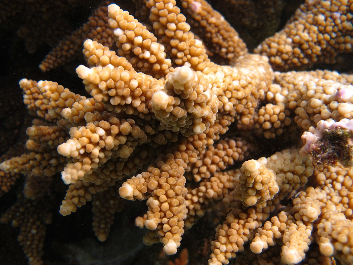 San hô lỗ đỉnh au-te (Acropora austera). Khu vực phân bố: Quảng Ninh (Hạ Long, Cô Tô), Hải Phòng (Bạch Long Vĩ), Quảng Ngãi (đảo Lý Sơn), Khánh Hòa (vịnh Nha Trang, quần đảo Trường Sa), Ninh Thuận (đảo Hòn Thu), Bà Rịa - Vũng Tàu (Côn Đảo), Kiên Giang (An Thới). Ảnh: Wikipedia.