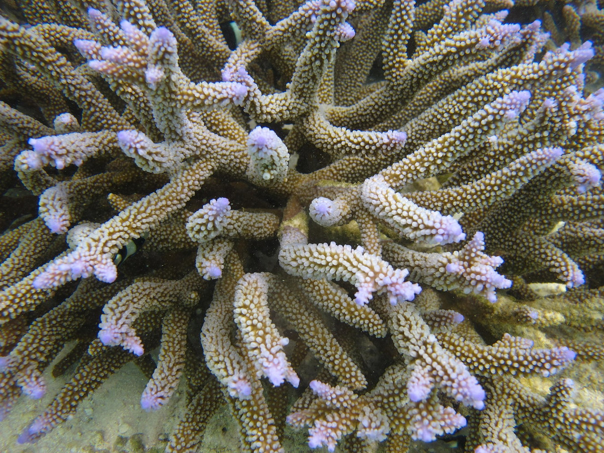San hô lỗ đỉnh đài loan (Acropora formosa). Khu vực phân bố: Quảng Ninh (Hạ Long, Cô Tô), Hải Phòng (Cát Bà, Bạch Long Vỹ), các tỉnh miền Trung từ Quảng Trị (Cồn Cỏ) đến Bà Rịa - Vũng Tàu (Côn Đảo), các đảo Tây Nam Bộ và quần đảo Trường Sa. Ảnh: Wikipedia.