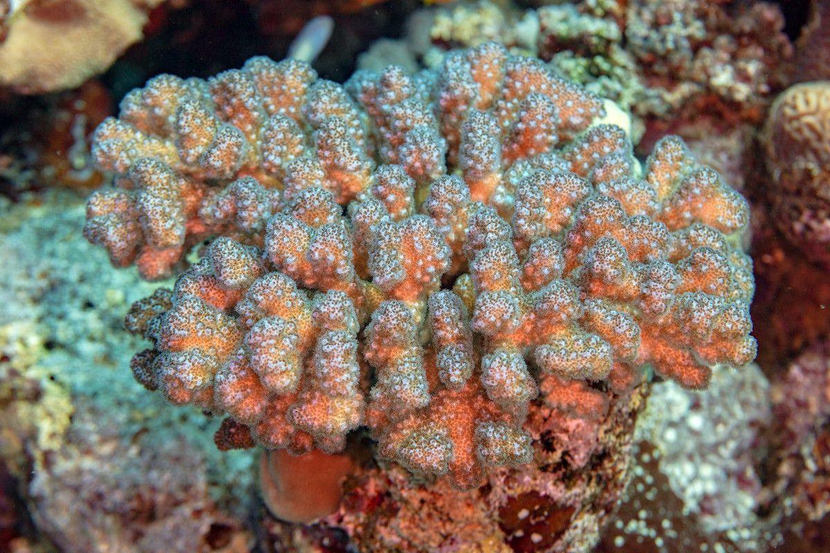 San hô cành sần sùi (Pocillopora verrucosa). Khu vực phân bố: Các rạn san hô từ Quảng Trị (đảo Cồn Cỏ) đến Bà Rịa - Vũng Tàu (Côn Đảo), các đảo Tây Nam Bộ (Thổ Chu, Nam Du, An Thới, Phú Quốc), quần đảo Trường Sa và Hoàng Sa. Ảnh: Wikipedia.