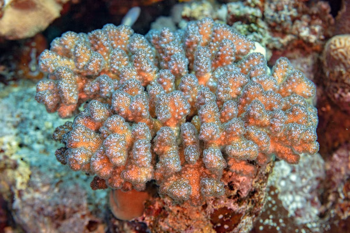 San hô cành sần sùi (Pocillopora verrucosa). Khu vực phân bố: Các rạn san hô từ Quảng Trị (đảo Cồn Cỏ) đến Bà Rịa - Vũng Tàu (Côn Đảo), các đảo Tây Nam Bộ (Thổ Chu, Nam Du, An Thới, Phú Quốc), quần đảo Trường Sa và Hoàng Sa. Ảnh: Wikipedia.