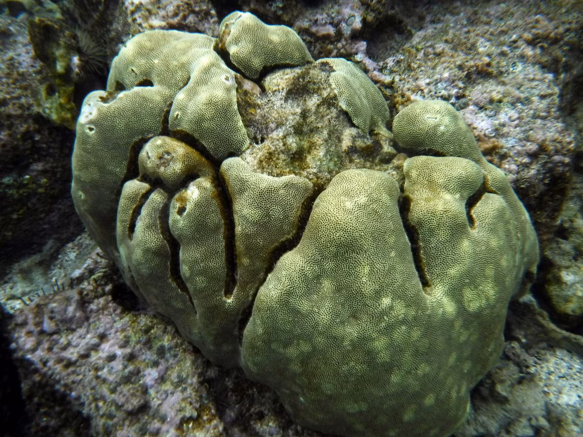 San hô khối đầu thuỳ (Porites lobata). Khu vực phân bố: Quảng Ninh (Hạ Long, Cô Tô, Đảo Trần), Hải Phòng (Cát Bà, Long Châu, Bạch Long Vỹ), Thanh Hóa (Hòn Mê), Hà Tĩnh (hòn Sơn Dương), các tỉnh miền Trung từ Quảng Trị (Cồn Cỏ) đến Bà Rịa - Vũng Tàu (Côn Đảo), các đảo Tây Nam Bộ và quần đảo Trường Sa. Ảnh: iNaturalist.