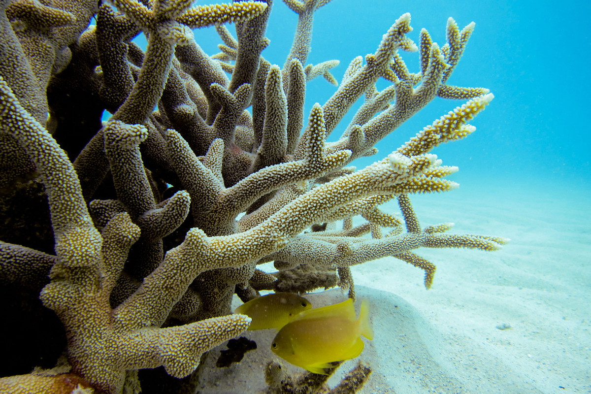 San hô lỗ đỉnh no-bi (Acropora nobilis). Khu vực phân bố: Quảng Ninh (Hạ Long, Cô Tô), Hải Phòng (Cát Bà, Bạch Long Vỹ), các tỉnh miền Trung từ Quảng Trị (Cồn Cỏ) đến Bà Rịa - Vũng Tàu (Côn Đảo), các đảo Tây Nam Bộ và quần đảo Trường Sa. Ảnh: Blogs.oregonstate.edu.