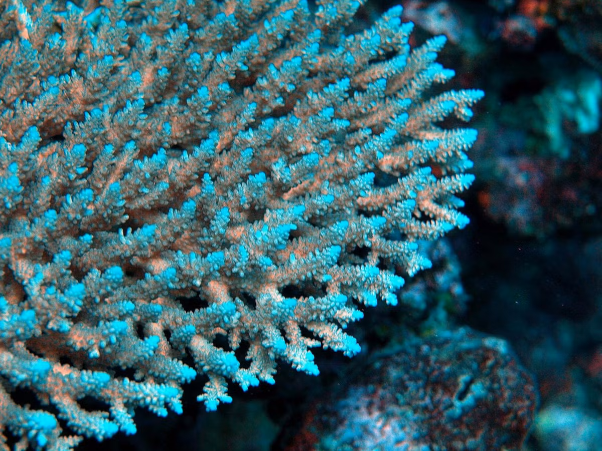 San hô lỗ đỉnh hạt (Acropora cerealis). Khu vực phân bố: Quảng Ninh (đảo Hạ Mai), Hải Phòng (Bạch Long Vĩ), các đảo ven bờ của các tỉnh từ Quảng Trị (Cồn Cỏ) đến Bà Rịa - Vũng Tàu (Côn Đảo), các đảo Tây Nam Bộ (Thổ Chu, Nam Du, Phú Quốc), quần đảo Trường Sa. Ảnh: Queensland Museum Network.
