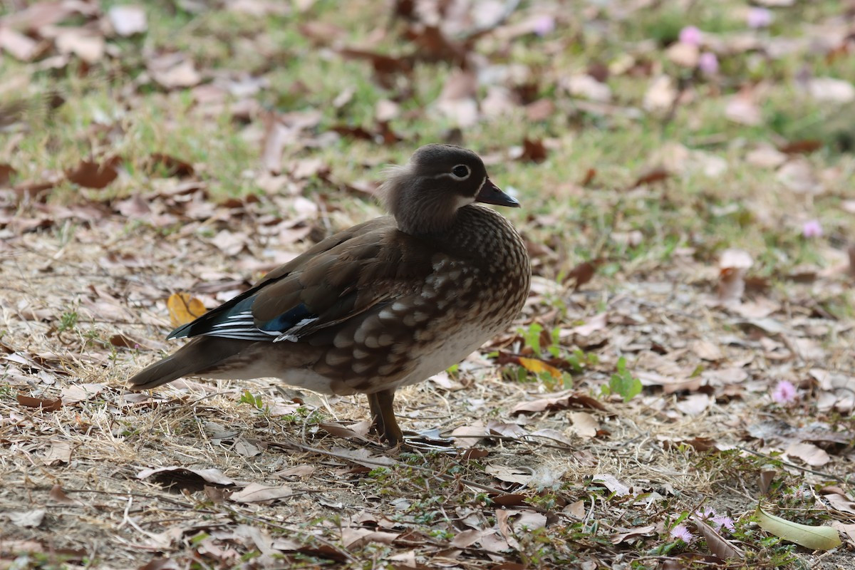 Con mái "kém sắc" hơn với màu lông chủ yếu là xám, quanh mắt có vành khuyên màu trắng và sọc chạy ngược về phía sau từ mắt, bên hông có sọc nhỏ màu trắng, mỏ nhạt màu.