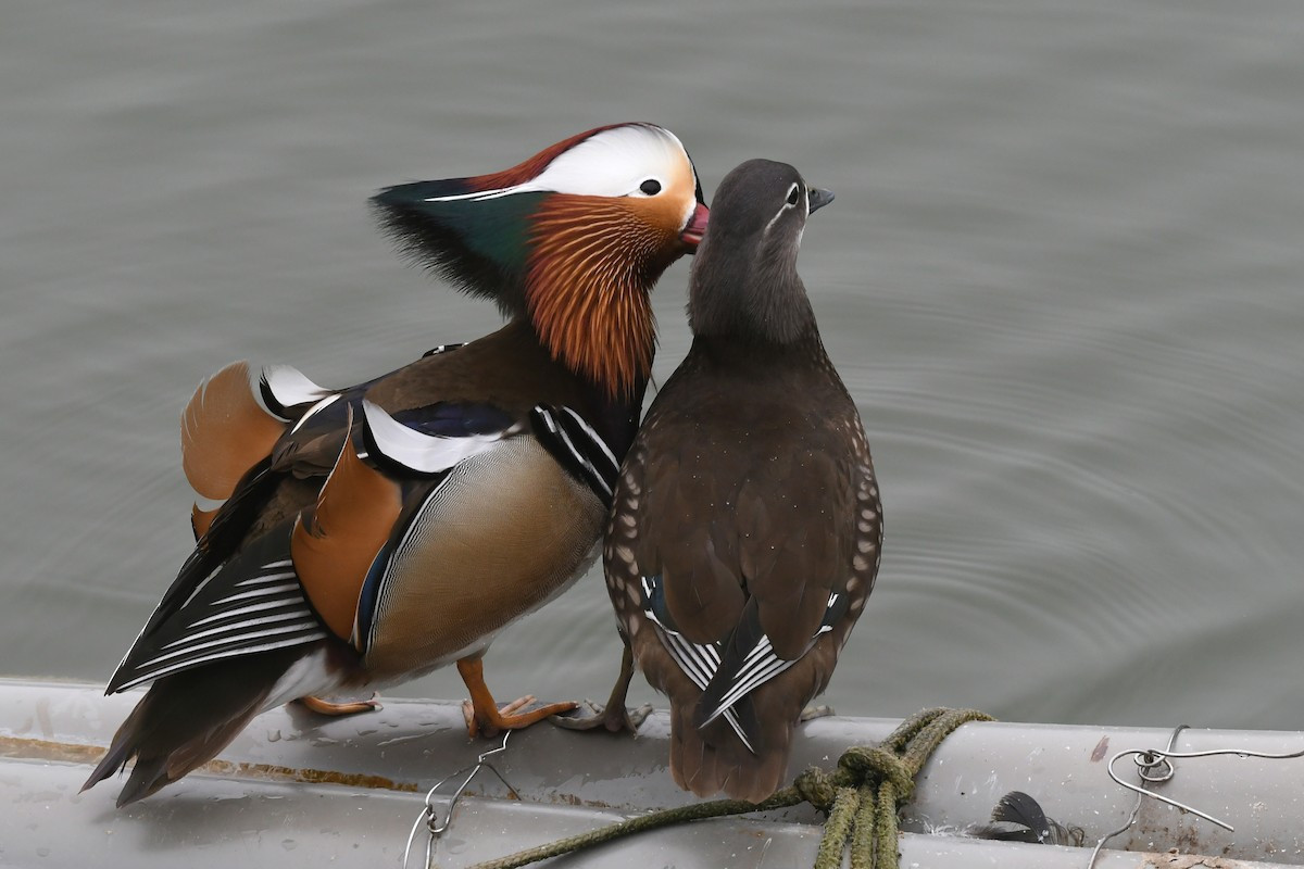 Trên thế giới, uyên uơng sống ở Trung và Bắc Trung Quốc, Nhật Bản vào mùa hè, mùa đông bay về phía Nam. Tại Việt Nam, chúng là loài trú đông hiếm tại Đông Bắc, lang thang qua Tây Bắc, có thể quan sát tại VQG Ba Bể.