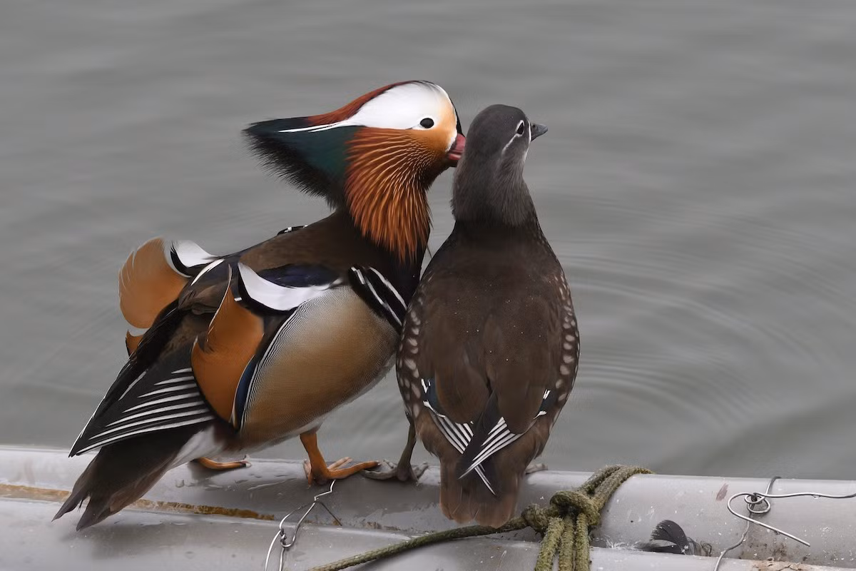 Trên thế giới, uyên uơng sống ở Trung và Bắc Trung Quốc, Nhật Bản vào mùa hè, mùa đông bay về phía Nam. Tại Việt Nam, chúng là loài trú đông hiếm tại Đông Bắc, lang thang qua Tây Bắc, có thể quan sát tại VQG Ba Bể.