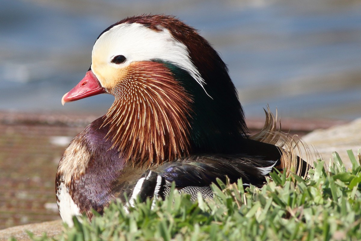 Con trống không chăm lo gì đến việc ấp và bảo vệ trứng mà bỏ đi trong giai đoạn chim mái ấp trứng. Nhưng chúng sẽ quay trở lại khi trứng đã nở để bảo vệ con non cùng mẹ chúng.