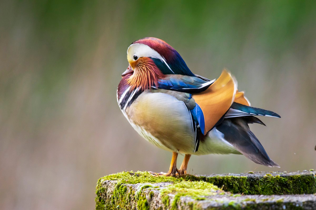 Uyên ương khá dễ nuôi cũng như dễ sinh sản nên đã được chăn nuôi trong trang trại để phục vụ cho hoạt động săn bắn, du lịch, làm vật nuôi... Chúng là gương mặt quen quộc của nhiều vườn bách thú trên khắp thế giới.