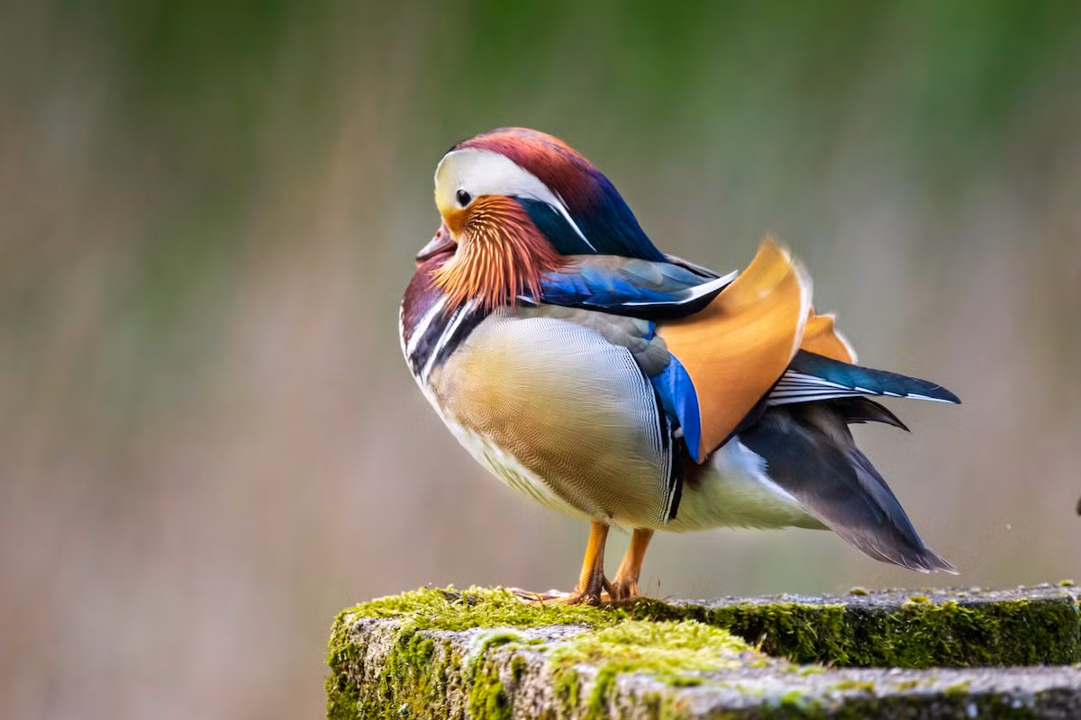 Uyên ương khá dễ nuôi cũng như dễ sinh sản nên đã được chăn nuôi trong trang trại để phục vụ cho hoạt động săn bắn, du lịch, làm vật nuôi... Chúng là gương mặt quen quộc của nhiều vườn bách thú trên khắp thế giới.