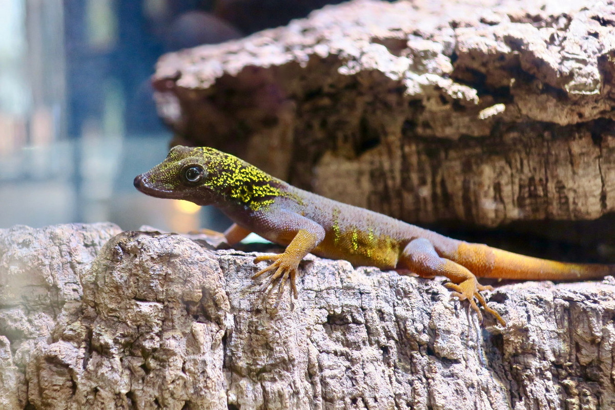 5. Tắc kè đuôi vàng (Cnemaspis psychedelica). Khu vực phân bố: Loài đặc hữu của Việt Nam, phát hiện ở Đảo Hòn Khoai thuộc tỉnh Kiên Giang năm 2010. Ảnh: BioLib.