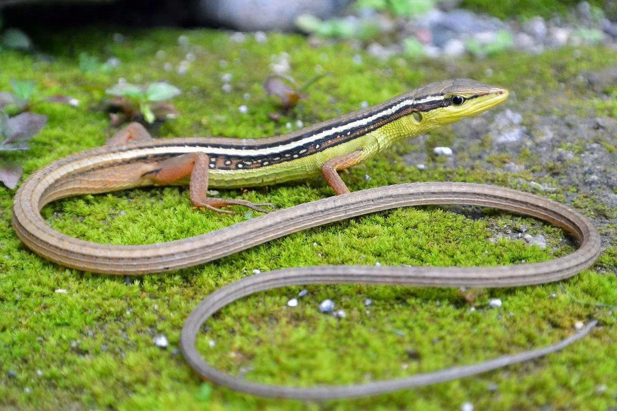4. Liu điu chỉ (Takydromus sexilineatus). Khu vực phân bố: Vĩnh Phú (cũ), Hòa Bình, Hà Bắc (cũ), Ninh Bình, Kon Tum, Gia Lai, Đắk Lắk, Sông Bé (cũ), Đồng Nai. Ảnh: Exotic Pet.
