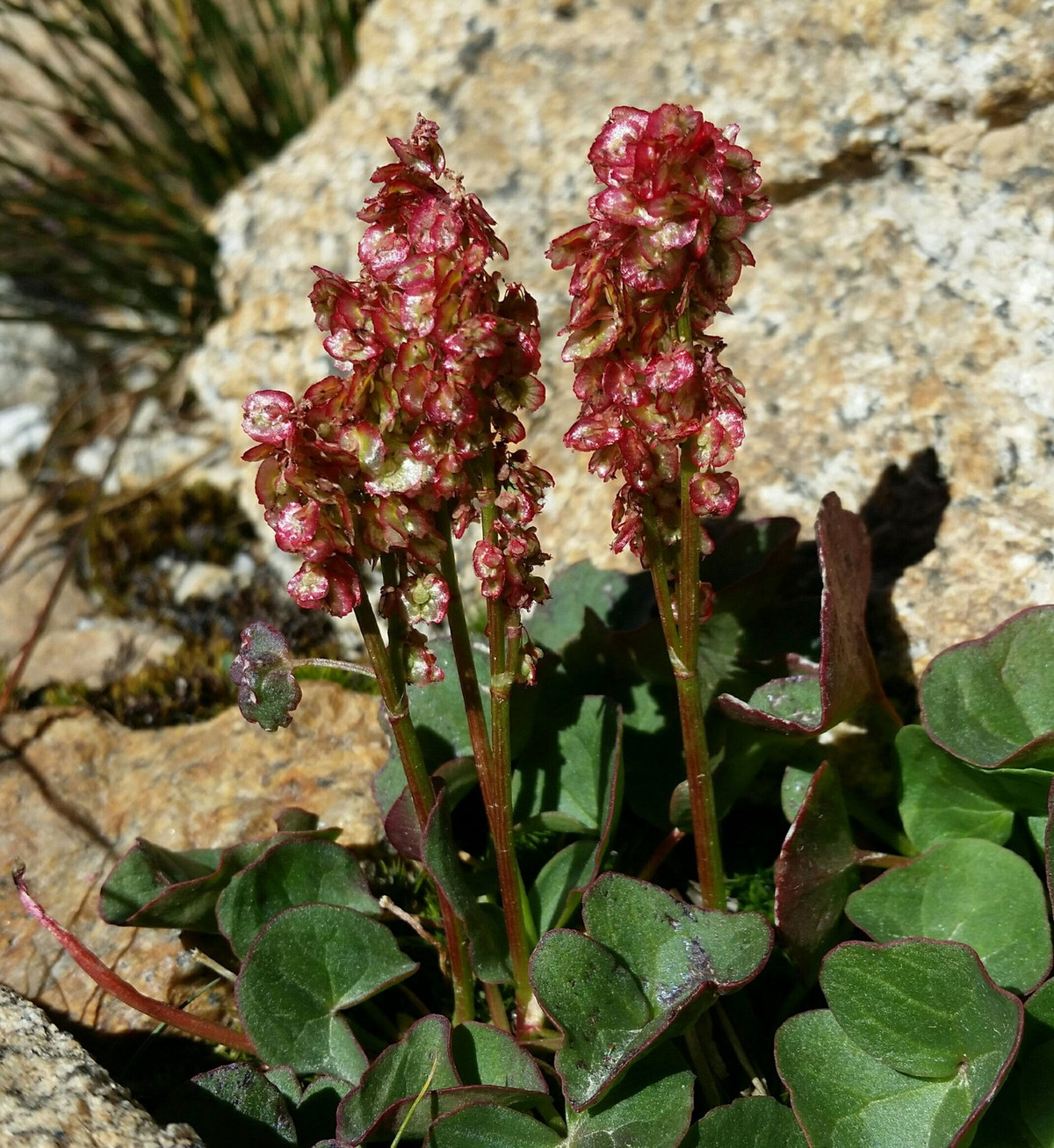 Chít chua núi (Oxyria digyna) cao 30 cm, mọc trên các rìa núi ẩm và bờ suối ở vùng núi Bắc Cực và các vùng ôn đới Bắc bán cầu. Lá loài cây này có vị chua, chứa rất nhiều vitamin C, có thể ăn sống hoặc nấu chín. Chúng có vai trò quan trọng trong chế độ dinh dưỡng của các tộc người vùng Bắc Cực. Ảnh: iNaturalist.