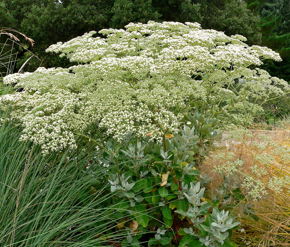 Hoa đăng-ten Thánh Catherine (Eriogonum giganteum) cao 2 mét, có nguồn gốc từ các vùng đất khô hạn ở Tây Nam nước Mỹ. Loài cây này có các cụm hoa nhỏ lâu tàn, mọc dày đặc, thường xuyên được bướm ghé thăm. Chúng được trồng làm cảnh ở nhiều nơi trên thế giới. Ảnh: Wikipedia.