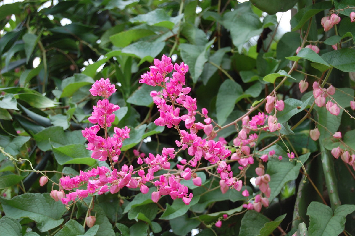 Ti-gôn (Antigonon leptopus) dài 12 mét, có nguồn gốc từ rừng nhiệt đới và bụi rậm ở Mexico. Loài cây này sinh trưởng nhanh và leo được nhờ các tua cuốn. Chúng được trồng làm cảnh trên tường rào ở nhiều nơi nhờ có những chùm hoa màu hồng rực rỡ. Ảnh: Wikipedia.