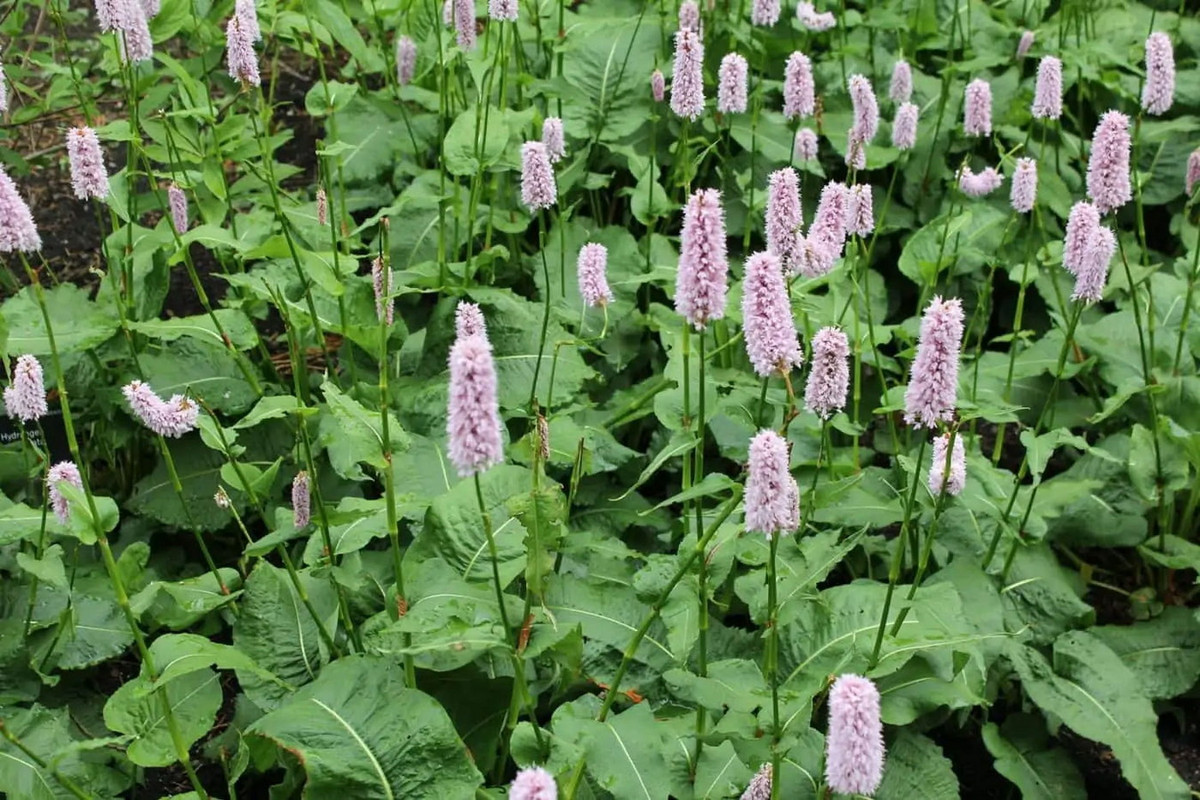 Quyền sâm (Persicaria bistorta) cao 90 cm, mọc trên các trảng cỏ ở châu Âu và Trung Á. Loài cây này có các cụm hoa bông hình trụ gồm nhiều hoa mọc ken sát nhau. Rễ loài cây này là dược liệu quý, đồng thời có thể chế biến thành món ăn. Ảnh: Enchanted Gardens Kent.