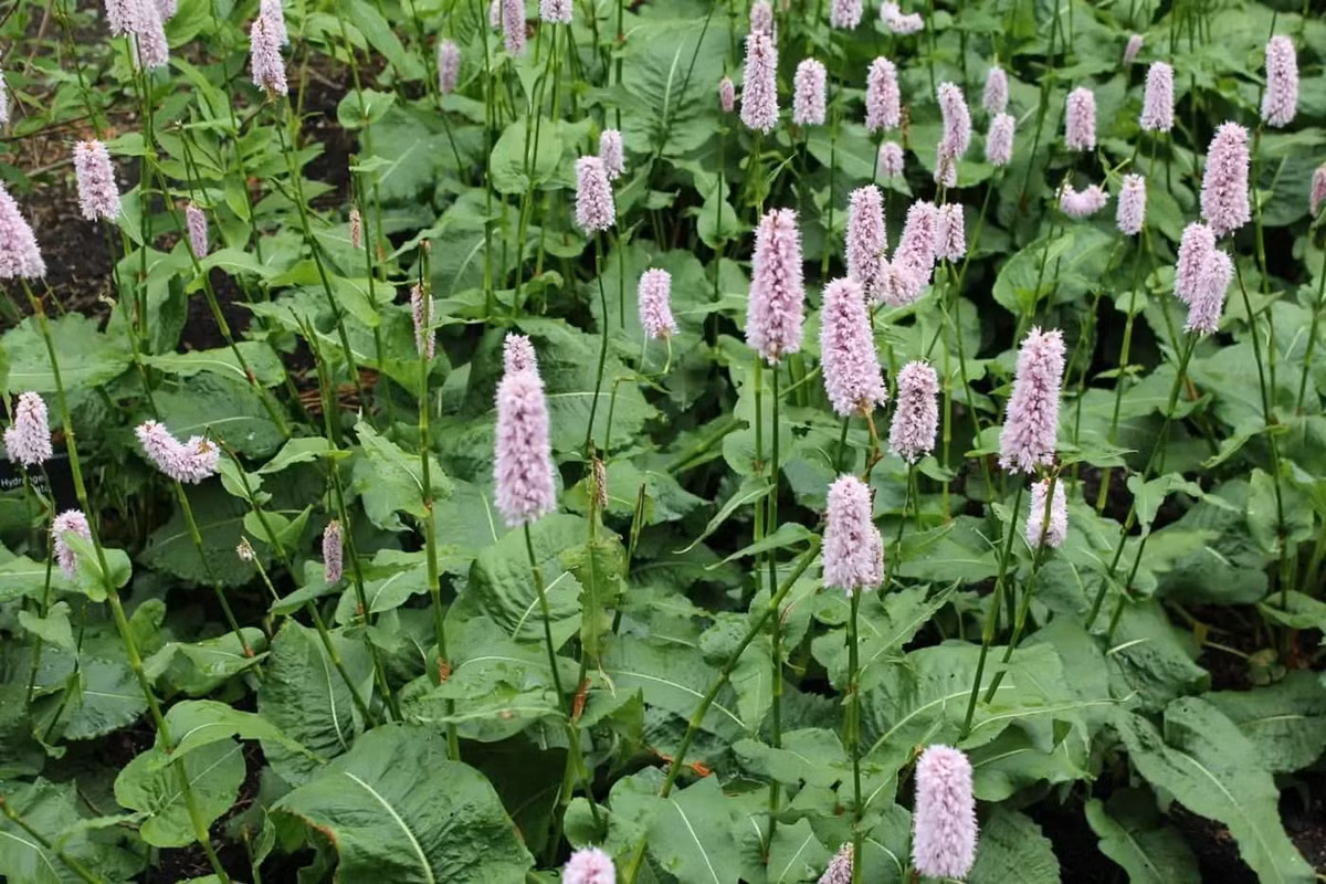 Quyền sâm (Persicaria bistorta) cao 90 cm, mọc trên các trảng cỏ ở châu Âu và Trung Á. Loài cây này có các cụm hoa bông hình trụ gồm nhiều hoa mọc ken sát nhau. Rễ loài cây này là dược liệu quý, đồng thời có thể chế biến thành món ăn. Ảnh: Enchanted Gardens Kent.