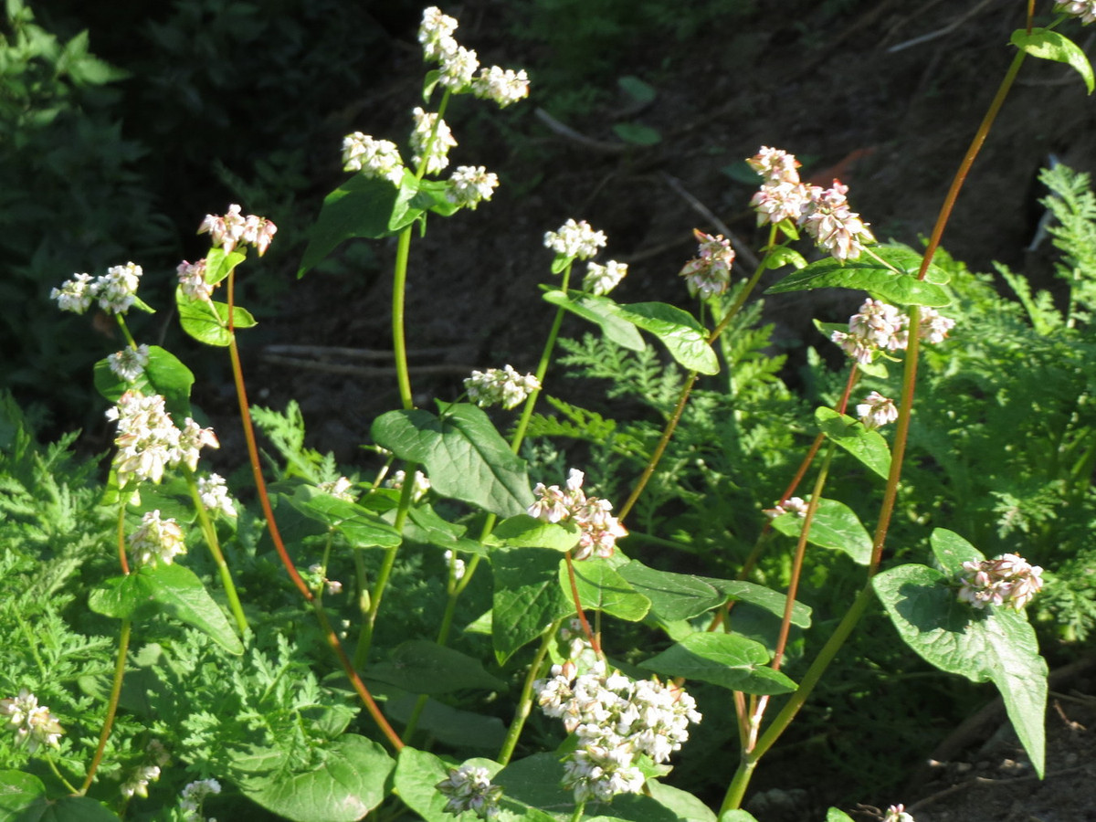 Kiều mạch (Fagopyrum esculentum) cao 60 cm, có nguồn gốc từ các vùng ôn đới châu Á. Loài cây này được trồng lấy hạt để làm bột và làm thức ăn cho chim cảnh. Ảnh: Wikispecies.