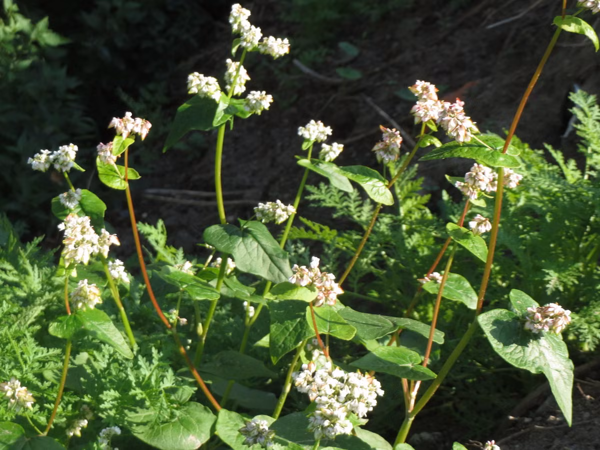 Kiều mạch (Fagopyrum esculentum) cao 60 cm, có nguồn gốc từ các vùng ôn đới châu Á. Loài cây này được trồng lấy hạt để làm bột và làm thức ăn cho chim cảnh. Ảnh: Wikispecies.