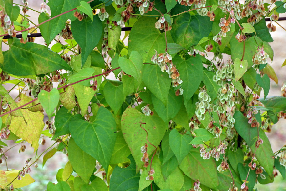 Nghể thân quấn (Fallopia convolvulus) dài 1 mét, phân bố ở nhiều vùng của châu Âu, Bắc Phi và châu Á ôn đới. Mọc trên các vùng đất hoang và đất canh tác, loài cây thân leo này có hạt ăn được, từng được thu hoạch làm lương thực vào thời cổ đại. Ảnh: Plant Identification.
