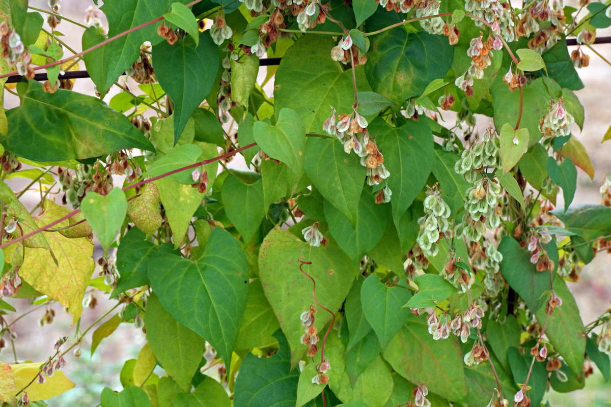 Nghể thân quấn (Fallopia convolvulus) dài 1 mét, phân bố ở nhiều vùng của châu Âu, Bắc Phi và châu Á ôn đới. Mọc trên các vùng đất hoang và đất canh tác, loài cây thân leo này có hạt ăn được, từng được thu hoạch làm lương thực vào thời cổ đại. Ảnh: Plant Identification.