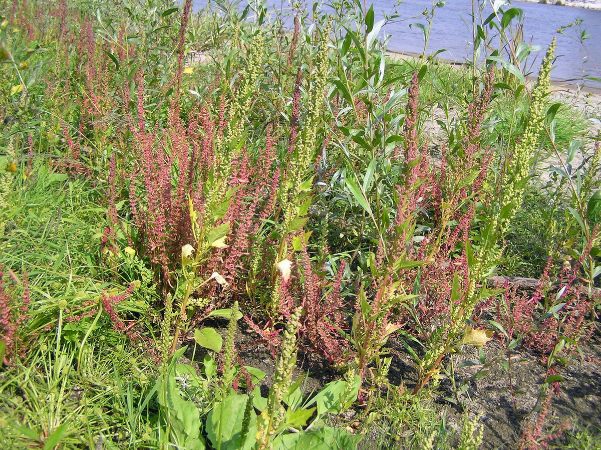 Chút chít quăn (Rumex crispus) cao 1 mét, phân bố ở khu vực ven biển châu Âu và phần lớn châu Phi. Thường mọc ở các trảng cỏ, đất hoang và bãi đá cuội, loài cây này có lá non vị hơi chua, được dùng làm rau. Hạt cây phơi khô cũng có thể ăn được. Ảnh: Plants of the World Online.
