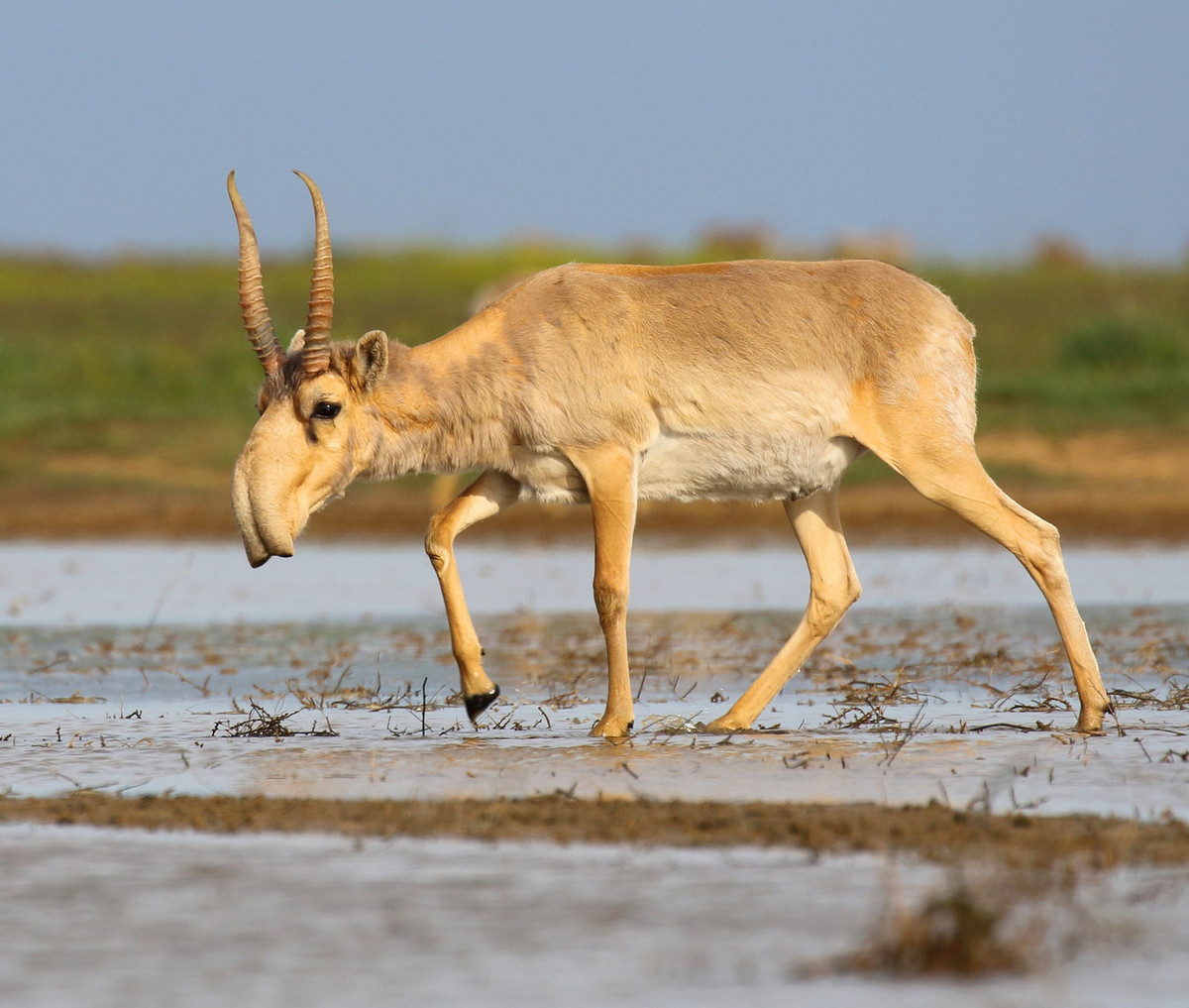 Sinh sống ở các thảo nguyên vùng Trung Á, linh dương Saiga (Saiga tatarica) là loài vật độc đáo bậc nhất trong họ Trâu bò (Bovidae). Ảnh: Wikipedia.